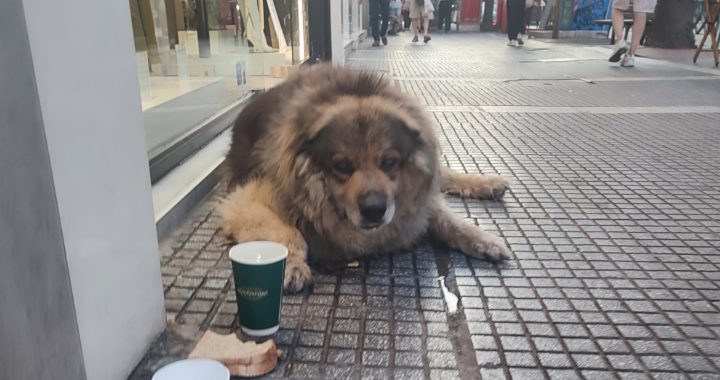 Έκκληση για τα Αδέσποτα Ζώα: Βάλε Ένα Μπολ Νερό – Σώσε μια Ζωή!