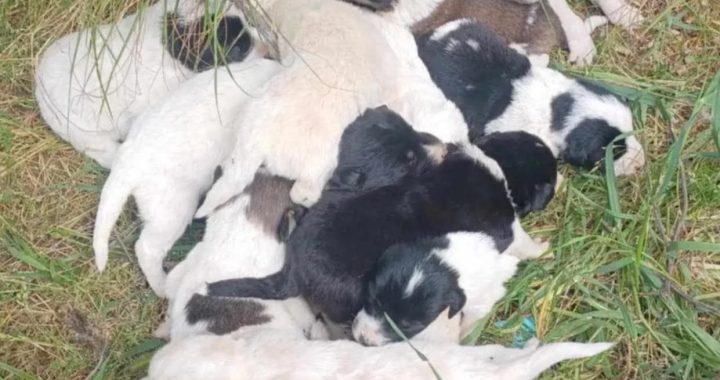 19 ΚΟΥΤΑΒΙΑ ΔΟΛΟΦΟΝΗΜΕΝΑ ΣΤΟ ΑΜΑΡΙ ΡΕΘΥΜΝΟΥ Η ΚΤΗΝΩΔΙΑ ΔΕΝ ΕΙΝΑΙ «ΠΑΡΑΔΟΣΗ» – ΕΙΝΑΙ ΕΓΚΛΗΜΑ!