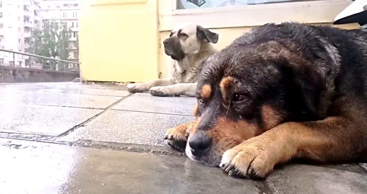 Παγκόσμια Ημέρα Αδέσποτων Ζώων – Μια Υπενθύμιση Ευθύνης και Ανθρωπιάς